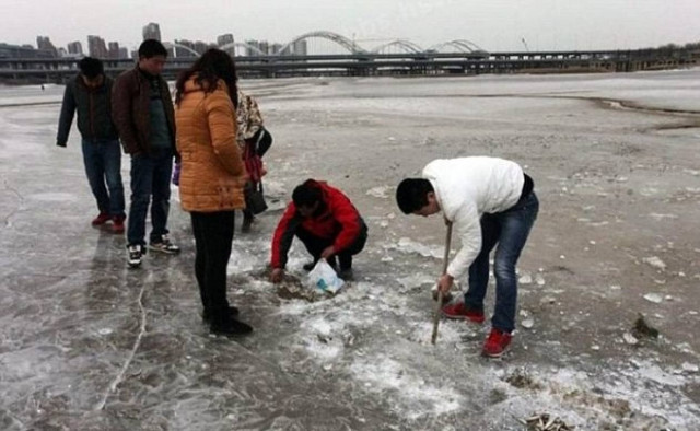 Κατεψυγμένα ή φρέσκα; Ψάρια στον πάγο! (pics)