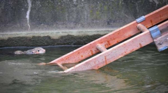 Πόσοι πυροσβέστες χρειάζονται για να σώσουν έναν σκίουρο;