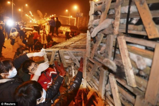 ΣΟΚ: Σώθηκαν 1000 γάτες που προορίζονταν για... φαγητό στην Κίνα