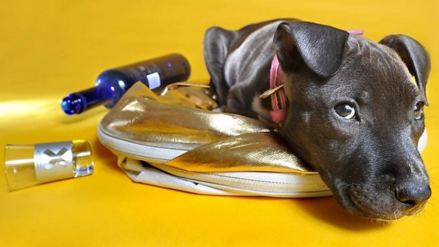 Απίστευτο: Διαβάστε πως η βότκα έσωσε τη ζωή αυτού του κουταβιού