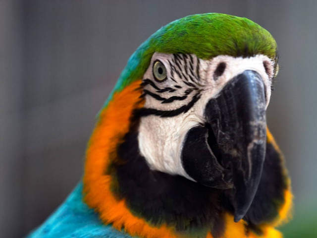 Ανέκδοτο: Ο Γιωρίκας και ο παπαγάλος!