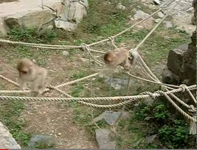 Βίντεο: Μαϊμούδες σε ρόλο κομάντος