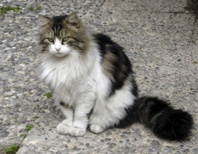 Ψυχοπαθής σκοτώνει γάτες με φρικιαστικό τρόπο