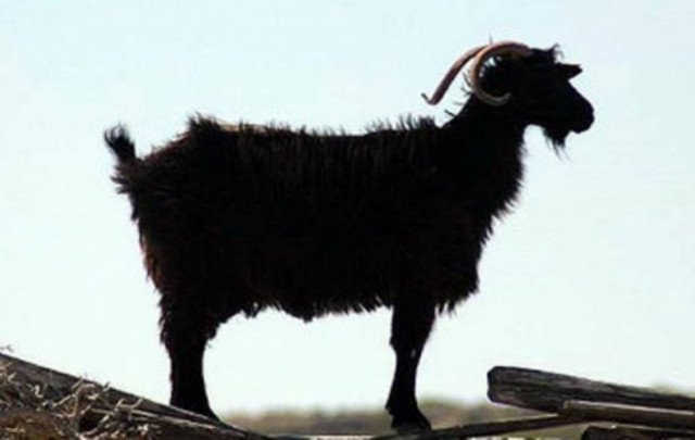 Τράγος έπεσε σε πηγάδι και...