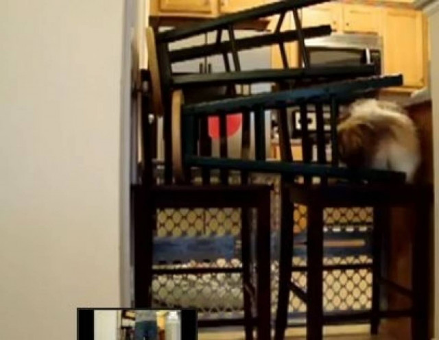 Καμιά «φυλακή» δεν μπορεί να σταματήσει αυτό τον σκύλο