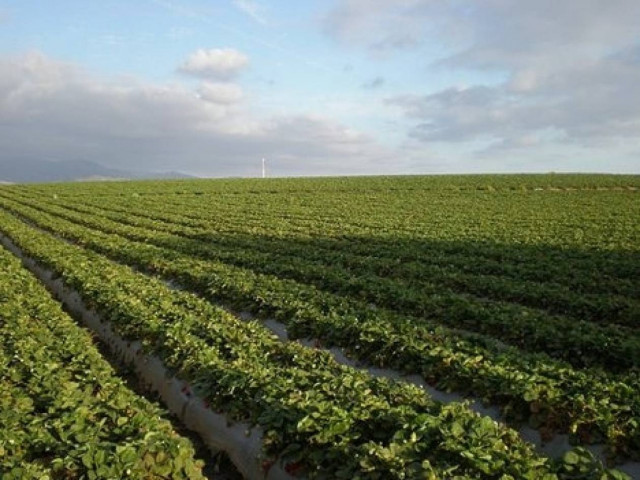 Δείτε τι έκρυψαν στο ξένο χωράφι