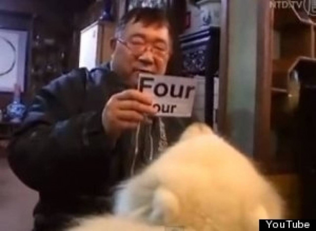 Απίστευτο: Σκύλος... διάνοια στα μαθηματικά! (vid)