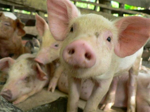 Σοκ από τη νέα επίθεση των ζωοκλεφτών στην Χίο