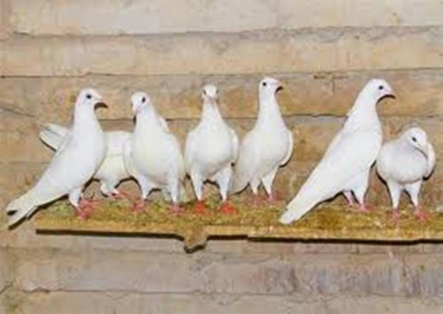 Φιλοξενούσε στο σπίτι του 300 ζώα! Ανυπόφορη δυσωδία για τους γείτονες