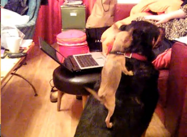 Βίντεο: Όταν ένα τσιουάουα σκαρφαλώνει σε ένα... ροτβάιλερ!