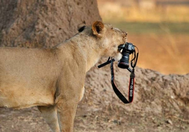 Εντυπωσιακές φωτογραφίες: Λιοντάρι «κλέβει» την κάμερα του φωτογράφου