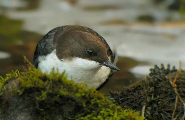 Το πουλί που «πετάει» κάτω από το νερό (pics+video)
