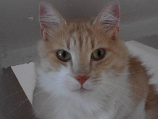 Kύκλος διαλέξεων σε σχολεία για τα αδέσποτα ζώα στην Αθήνα