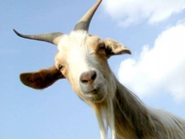 Απίστευτο: Στο εδώλιο του κατηγορουμένου μία...κατσίκα!