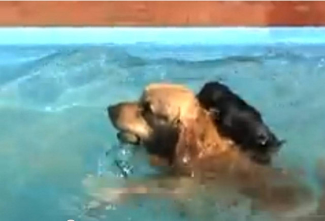 Βίντεο: Δείτε έναν σκύλο σε ρόλο... ναυαγοσώστη!