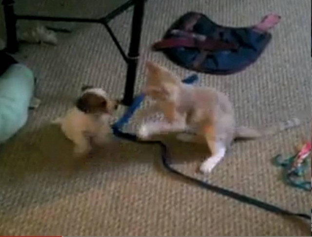 Bίντεο: Δύο κουτάβια «τα έβαλαν» με μία γάτα!