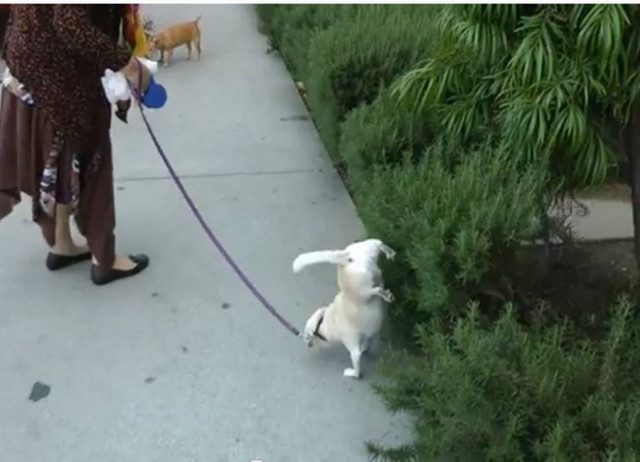 Βίντεο: Δείτε τα ακροβατικά ενός τετράποδου!