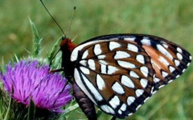 Έρευνα: Πολύ λιγότερα τα ζώα και τα φυτά στη Γη