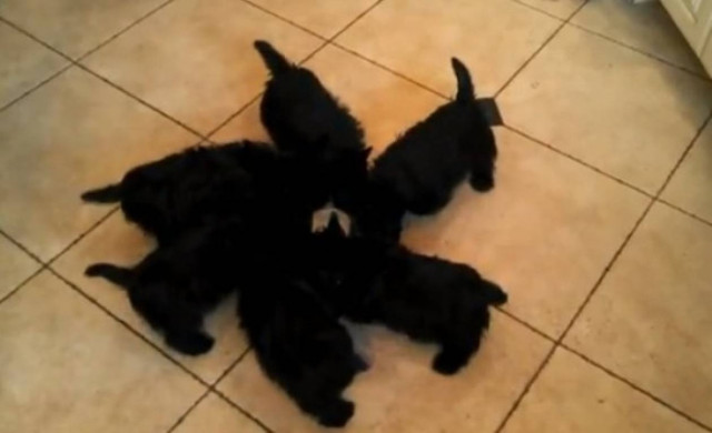 Δείτε τα σκυλάκια στο «χορό του φαγητού»! (βίντεο)