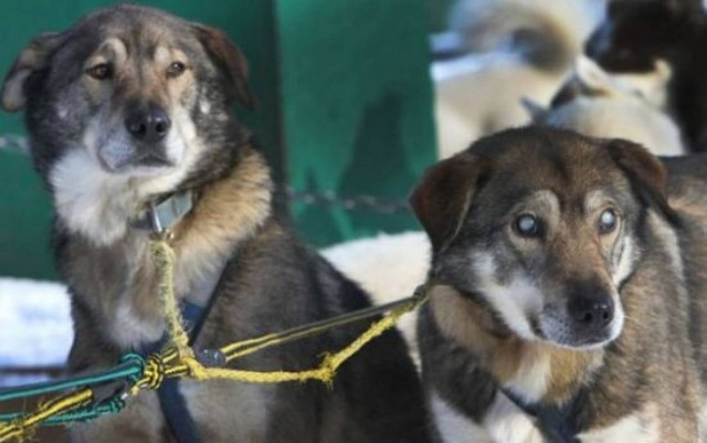 Παγκόσμια συγκίνηση: Τυφλός σκύλος οδηγεί τουριστικά έλκηθρα!