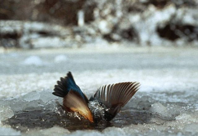 Δείτε τον συγκλονιστικό αγώνα ενός πτηνού να επιβιώσει!