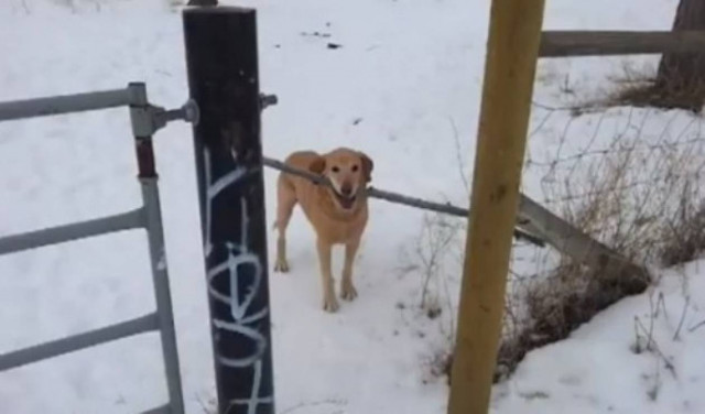 Βίντεο: Τελικά θα τη βρει τη λύση;;;