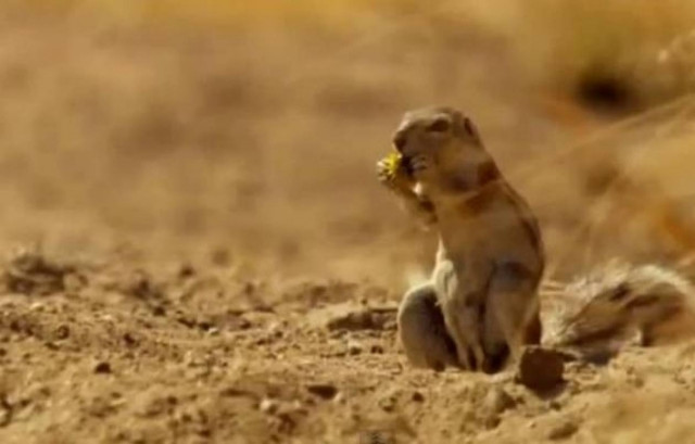 Βίντεο: Δείτε πως αντέδρασε ο σκίουρος όταν αντίκρισε τη λεοπάρδαλη!