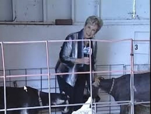 Βίντεο: Επίθεση κατσίκας σε... δημοσιογράφο!