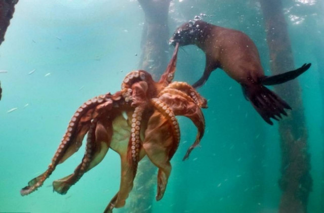 Εντυπωσιακή μάχη στη θάλασσα: Φώκια αρπάζει ένα χταπόδι (pics)