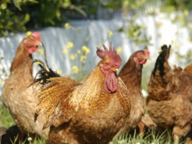 Ηλεία: Ούτε που φανταζόταν ο κλεφτοκοτάς ότι...