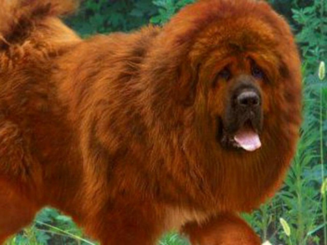 Αυτός ο σκύλος κοστίζει 1,5 εκατ. δολαρία! Μάθε γιατί!