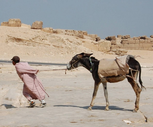 Απίστευτο! Φόρεσαν στα γαϊδουράκια ...πάνες!