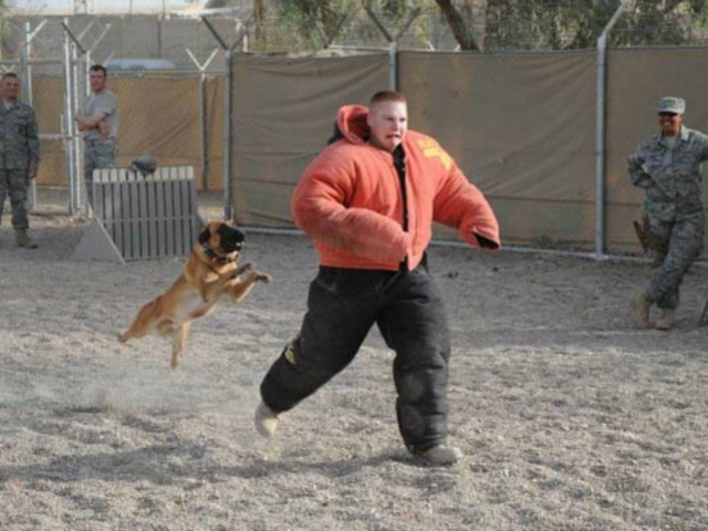 Στιγμές τρόμου: Εκπαιδεύοντας έναν σκύλο (pics)