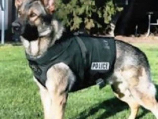 Κρήτη: Ο σκύλος μύρισε την περίεργη σκόνη και βρήκε...