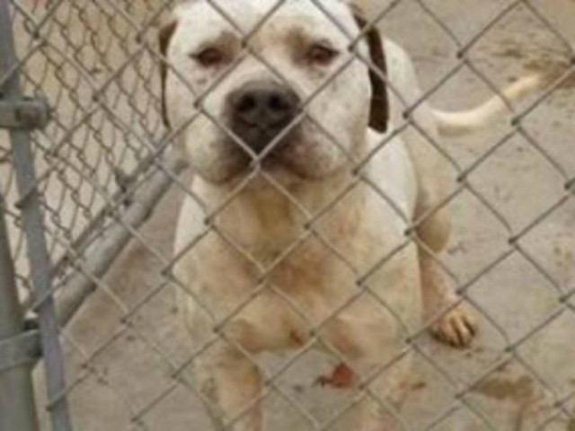 Σκύλος καταδικάστηκε σε θάνατο επειδή... είναι gay!