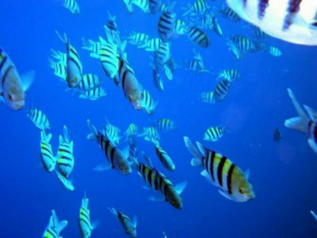 Για πρώτη φορα:Επιστήμονες διάβασαν τη σκέψη ενός ψαριού στο νερό