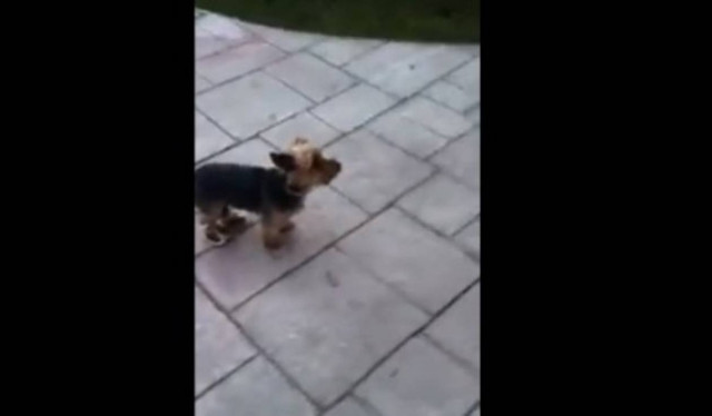 Βίντεο: Δείτε τι μπορεί να κάνει ένας παπουτσωμένος...σκύλος!