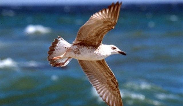 Γλάρος... εναντίον του Βατικανού