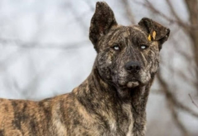 Ο πιο τρομακτικός σκύλος του κόσμου! (pics)