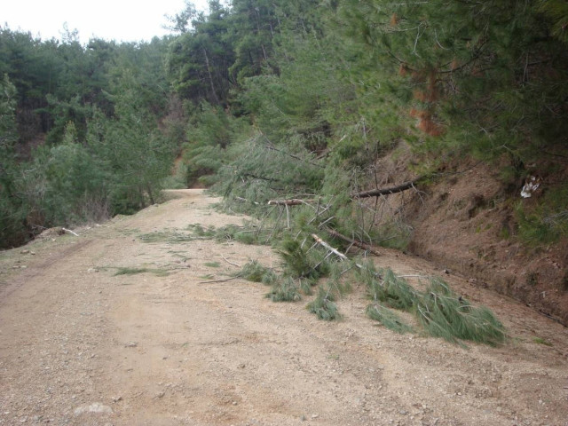 Βίντεο: Η κακοκαιρία στην Ξάνθη ξερίζωσε δέντρα