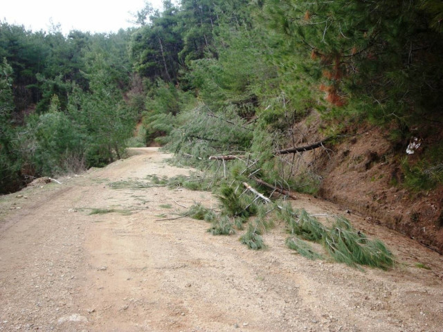 Βίντεο: Ξερίζωσε δέντρα ο δυνατός αέρας στη Ξάνθη