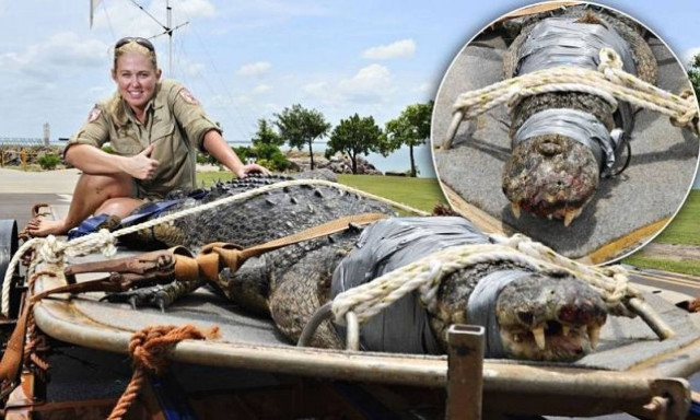 Τεράστιος κροκόδειλος κυκλοφορούσε ελεύθερος στο λιμάνι