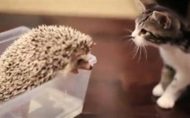 Βίντεο: Γατάκι συναντά σκαντζόχοιρο