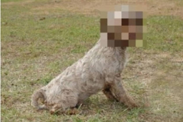 Απίστευτο: Ο σκύλος που έχει πρόσωπο ώριμου άνδρα! (pics)