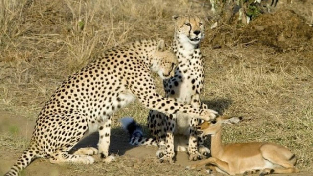Αφού της κάνουν χάδια μετά την τρώνε!