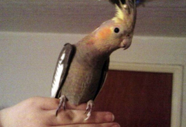 Απίστευτο: Ο παπαγάλος του του έσωσε τη ζωή