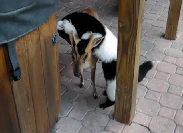 Mία πραγματική φιλία γεννιέται (βίντεο)