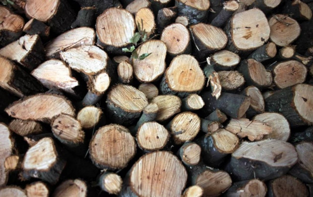 Παρέμβαση της εισαγγελίας για παράνομη υλοτομία