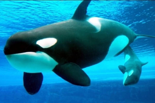 Βίντεο: Τι θα γίνονταν αν μία φάλαινα έπεφτε πάνω σε ένα ιστιοπλοϊκό;