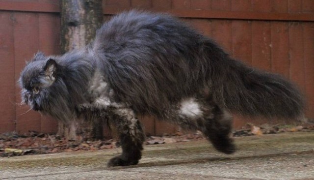 Μάθημα ζωής από τον γάτο: Έχει δύο πόδια και είναι «τρισευτυχισμένος»!